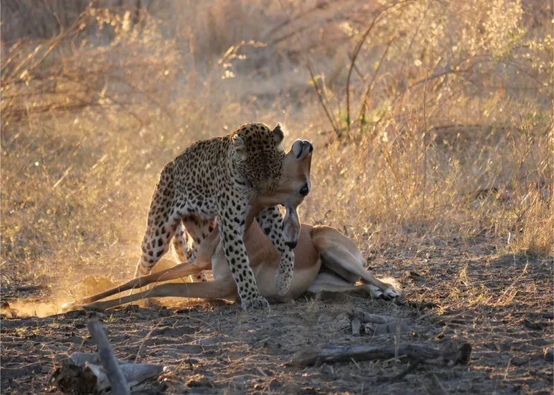 Leopard Feldnotiz